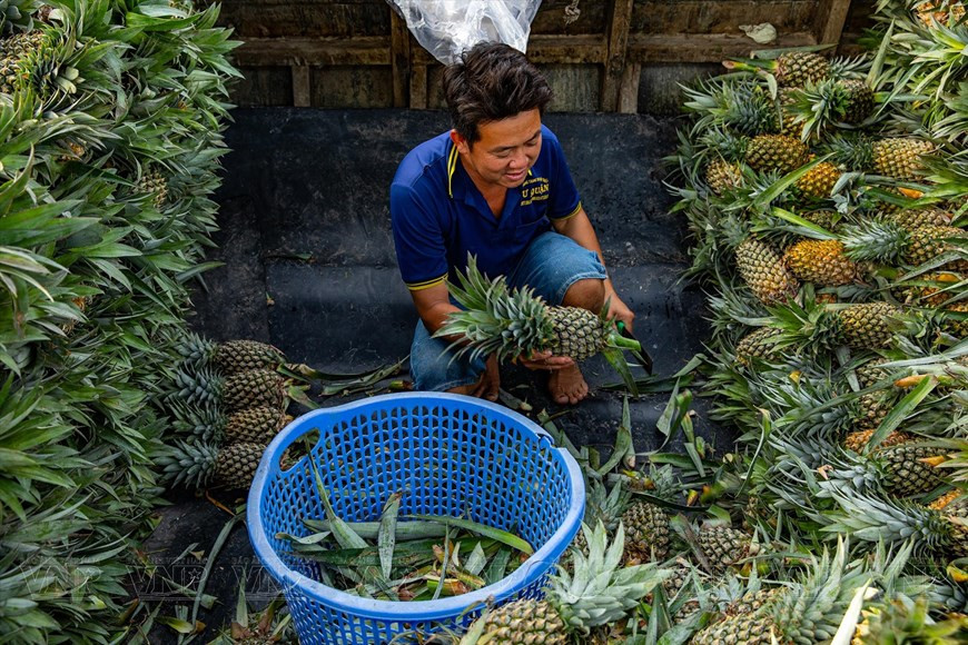 Водные пути служат основным средством транспортировки ананасов, которые собирают на плавучем рынке Нганам для продажи торговцам. (Фото: VPA/ВИА)