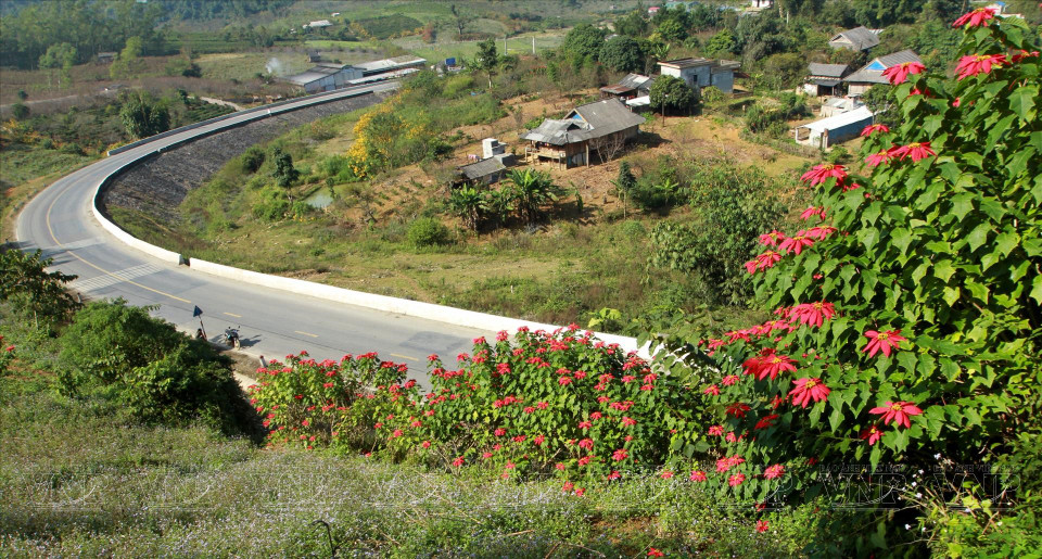 Туристы, приезжающие в Мокчау могут полюбоваться красочными цветочными дорожками. (Фото: ВИА)