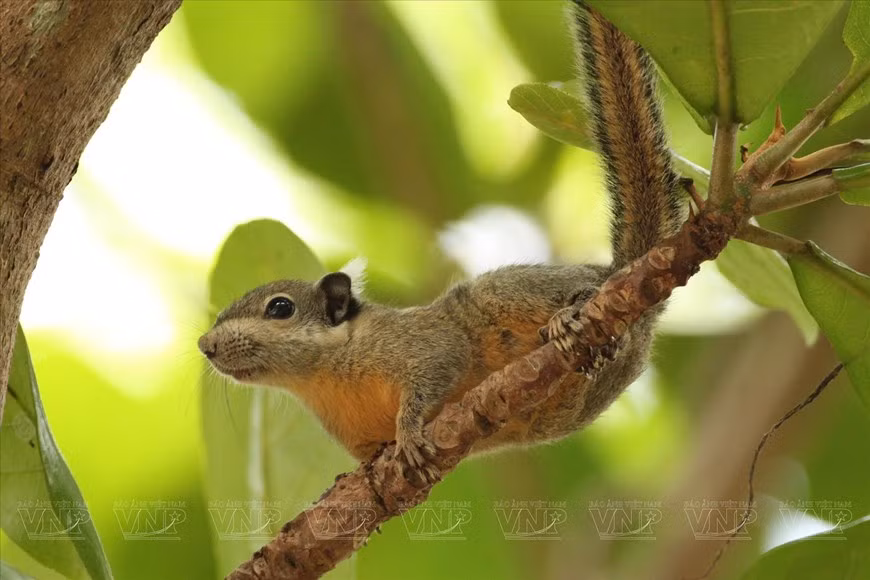 Желтоногая белка в заповеднике. (Фото: VNP/ВИА)