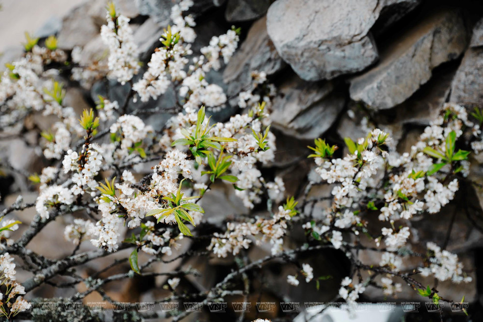 Сливы цветут у каменного забора. (Фото: ИЖВ)