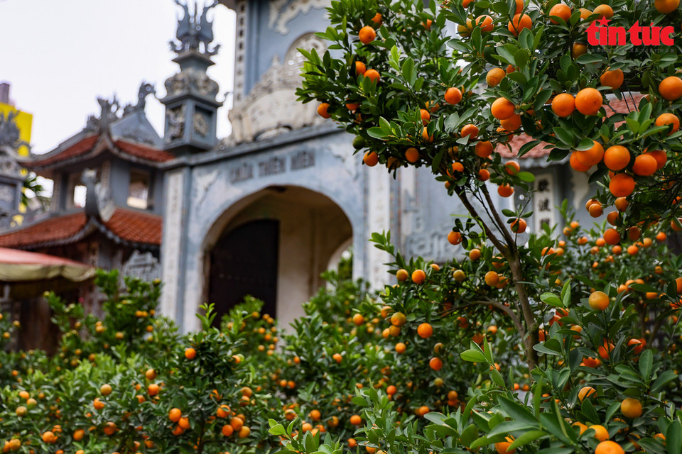 Кумкваты Тылиен. (Фото: Газета Tin tuc/ ВИА)