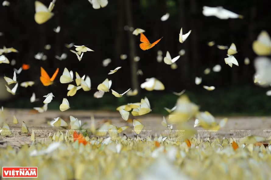 Каждый год, приезжая в национальный парк Кукфыонг в апреле-мае, вы погрузитесь в сказочную картину, когда сюда мигрируют бабочки. (Фото: ИЖВ)