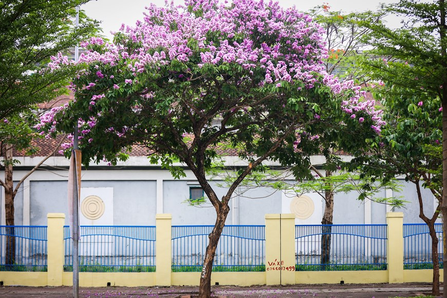 Лагерстрёмии встречаются на улицах Чан Тхай Тонг, Кимма, Нгуен Кхань Тоан, Дао Тан. (Фото: Vietnam+)