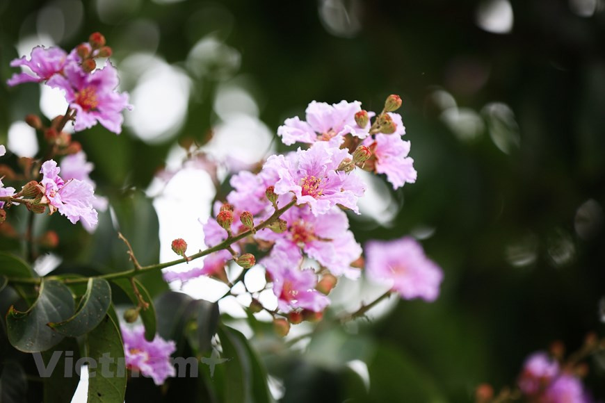У этого цветка нет аромата. (Фото: Vietnam+)