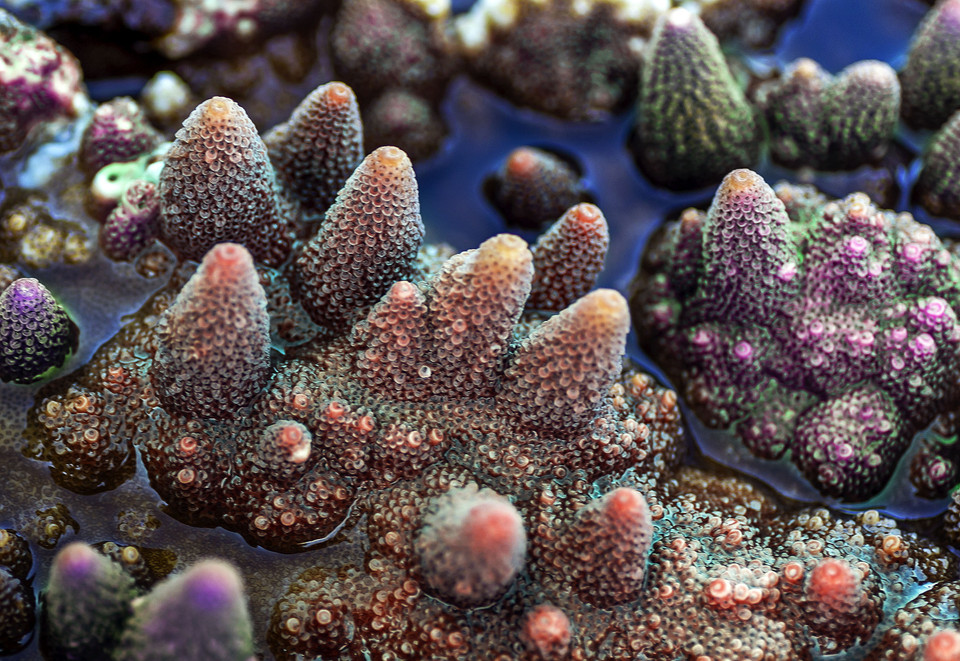 Коралловый риф Acropora Purple Bonsai