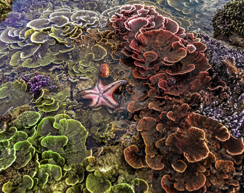 Пурпурно-зеленый коралл Montipora Monasteriata