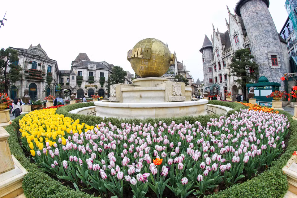 Тюльпаны в парковой зоне в Sun World Ba Na Hills готовы встретить туристов. (Фото: ВИА)