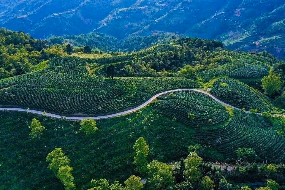 Чайный холм в оющине Тханьконг, уезд Нгуенбинь. (Фото: ВИА)