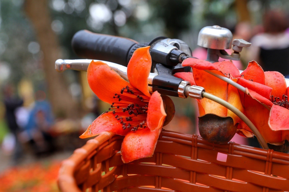 Хлопковые цветы. (Фото: ВИА)