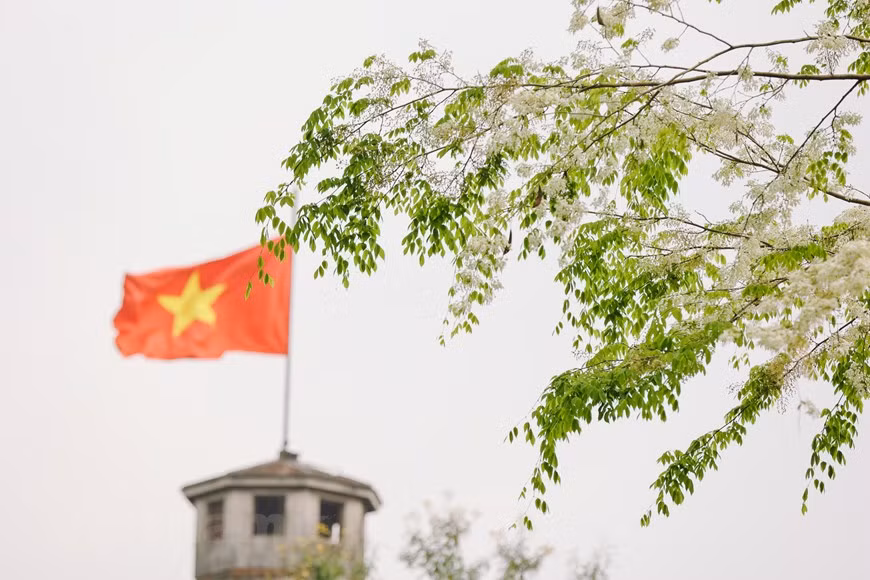 Каждый ханойец помнит 12 цветочных сезонов города. В каждом сезоне есть свой типичный цветок неповторимой красоты. Сейчас в конце февраля с немного холодной весенней погодой и моросящим дождем. Пришло время белого цветка «шыа» в Ханое. Любителям фотографии трудно игнорировать этот потрясающий цветок. Деревья «шыа» занесены в список исчезающих видов флоры Вьетнама, а также внесены в международный красный список. Древесина суа стоит около 100 долларов за килограмм. Лепесток цветка «шыа» очень маленький, однако улицы Ханоя, украшенные этими цветами, становятся намного романтичнее. Еще одна особенность цветов «шыа» заключается в том, что они быстро распускаются, но легко увядают. Сразу после дождя улицы Ханоя могут полностью окраситься в белый цвет. (Фото: Vietnam +)