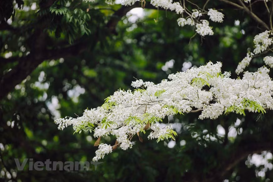 (Фото: Vietnam +)