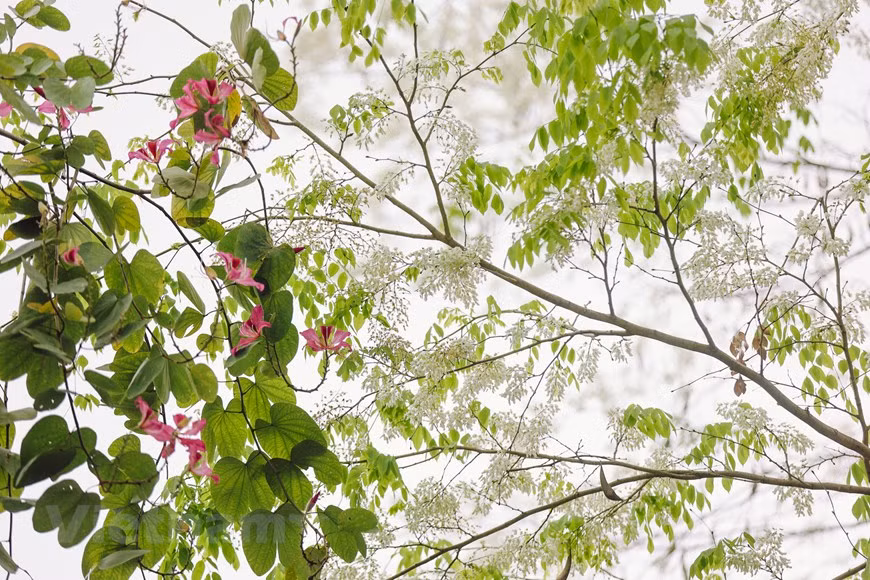 (Фото: Vietnam +)