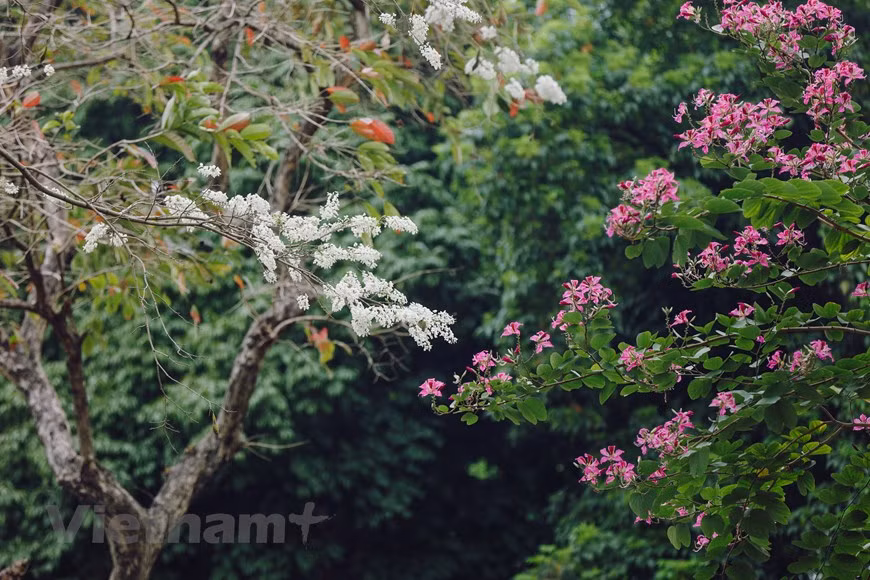 (Фото: Vietnam +)