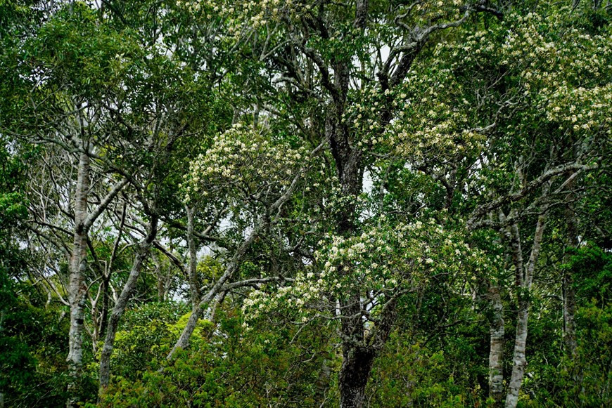 Старый чайный лес в природном заповеднике Намнунг, который расположен на территориях 7 коммун в трех районах провинции Дакнонг, а именно: Дакглонг, Дакшон и Кронгно (Фото опубликовано ВИА)