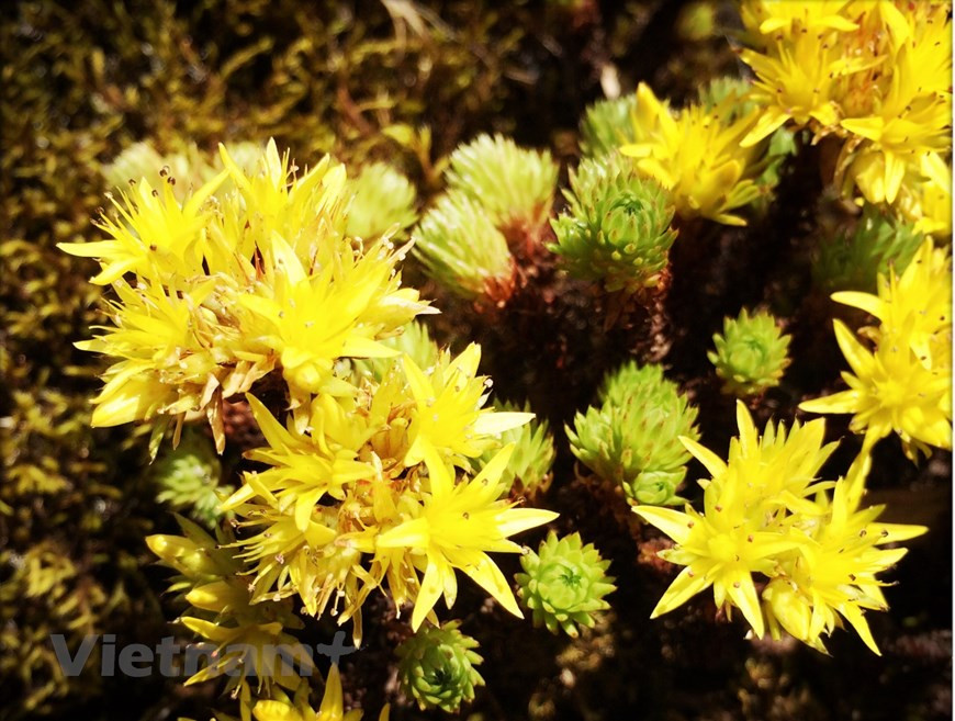 Редкие, ценные и характерные виды флоры национального парка Хоанг Лиен Шон, такие как ель, лиственница, ива, кедровые орехи, красная сосна, тамаринд, женьшень... Как указано выше, в национальном парке Хоанглиен все они относятся к редким видам и нуждаются в защите. Из 555 видов позвоночных, зарегистрированных в Хоанглиене, 60 видов редких и ценных животных занесены в Красную книгу Вьетнама (1992 г.), 33 вида - в Красном списке МСОП / 2004 г., Несмотря на высокое разнообразие, многие виды находятся под угрозой исчезновения, а некоторые были почти полностью уничтожены в Хоанг Лиен Шон, например, черные гиббоны, красные гиббоны, журавли. Коммерческие или необходимые для производства лекарств виды рептилий и земноводных, такие как черепахи, ящерицы и змеи, в настоящее время очень редки и также находятся под большой угрозой. . (Фото: Vietnam+)