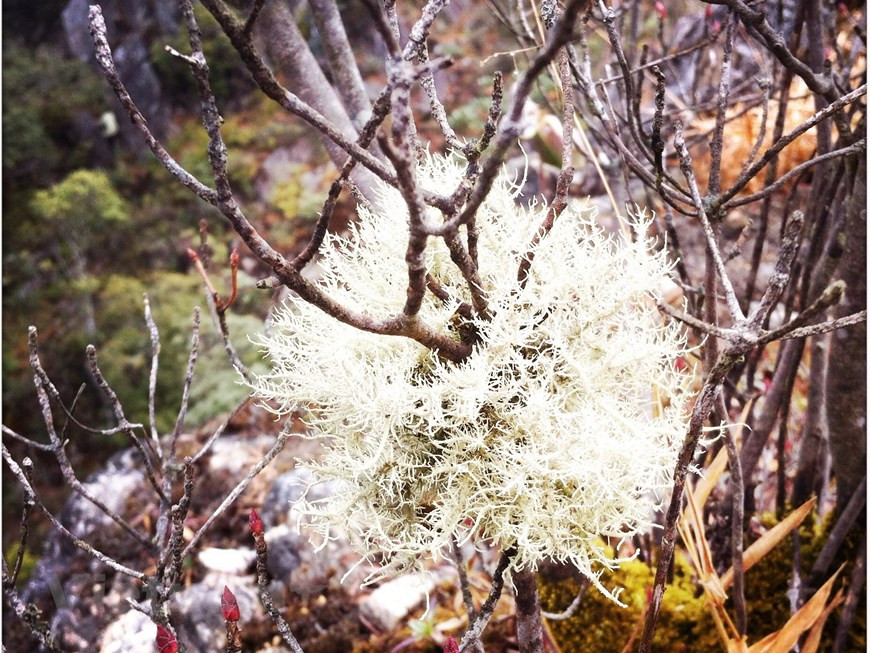 Чем прохладнее воздух, тем выше облачность. Лишайник цепляется за сухие ветви дерева, как цветок. Лишайник имеет множество практических применений, например, в исследованиях климата и медицине. Лишайник настолько чувствителен к окружающей среде, что на деревьях, где он растет, можно узнать в каком направлении выше влажность, поскольку там он растет лучше. В некоторых городах с загрязненной окружающей средой часто нет древесных лишайников или других подобных организмов. Лишайник обладает множеством лечебных свойств и используется во многих традиционных средствах лечения заболеваний печени и легких. Некоторые исследования по всему миру показали, что некоторые виды лишайников могут лечить рак и предотвращать ВИЧ. Лишайник также используется в косметике, особенно при производстве парфюмерии. Каждый год Франция закупает десятки тонн лишайников для производства духов и важных фармацевтических препаратов. . (Фото: Vietnam+)