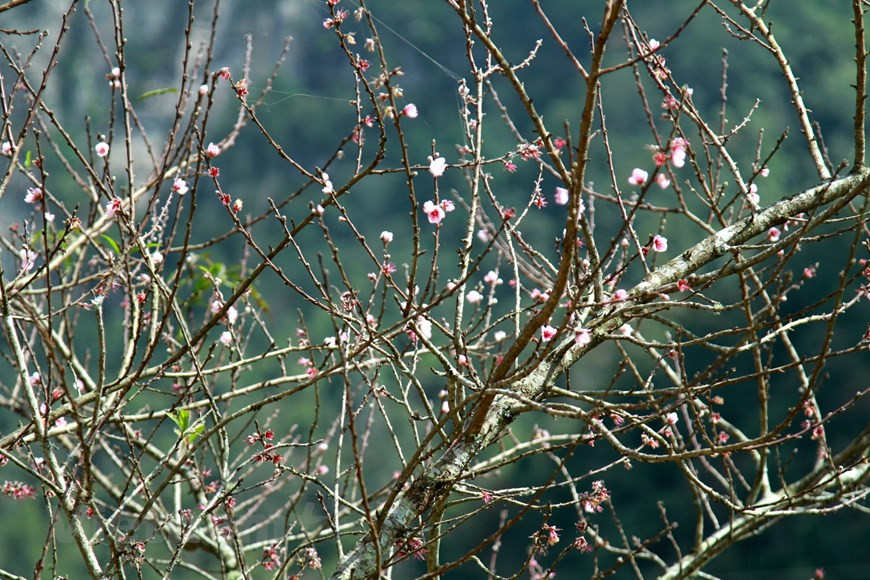 Все, кто когда-либо ступал на альпинистскую дорогу Путаленга - второй крыши Индокитая, был поражен красотой древнего леса с цветами азалии, отличающейся необъятными красками и притягивающими взгляды. Блуждая по крутым горным тропам, вы иногда будете удивлены и взволнованы, увидев, как лесные цветы ярко цветут в лесу среди зеленого мха - впечатляющее по своей красоте природное явление. Повсюду виднеются высокие горы, но с высоты в 3.049 м они похожи на скрытые оазисы в океане облаков. Бутоны рододендрона пока еще не распустились, а вдали находится море залитых солнцем облаков. Путаленг сохранился относительно нетронутым. Поэтому он имеет характерный и таинственный образ, который бросает свой вызов путешественникам. . (Фото: Vietnam+)