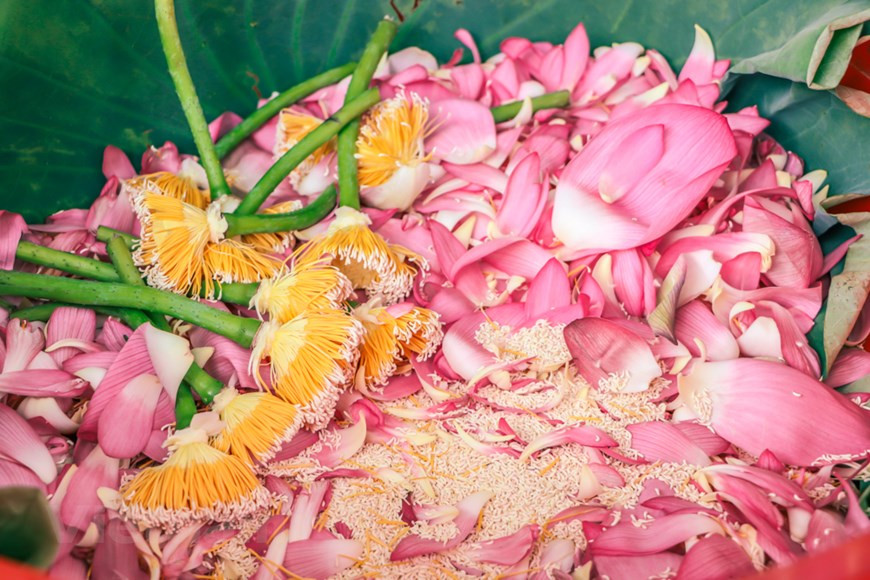 4) Процесс дает любителю чая ощущение спокойствия и расслабления, избавляя от всех забот в жизни. Писатель Нгуен Чыонг Куи написал много работ о Ханое на разные темы, в том числе и о чае с запахом лотоса. “Вкус чая с запахом лотоса варьируется в зависимости от чувств каждого человека и его или ее чувств к природе”, - сказал писатель. Для многих поколений жителей Ханоя искусство наслаждаться чаем с ароматом лотоса всегда было своеобразным хобби. Чаепитие сохранилось у многих поколений ханойцев. В последние годы эта традиция сильно возродилась и развилась среди молодежи. Нгуен Хоанг Диеп, владелец чайного магазина в Ханое, организовал уроки приготовления чая из лотоса, чтобы популяризировать чайную культуру Вьетнама каждый сезон лотоса. (Фото: Vietnam+)