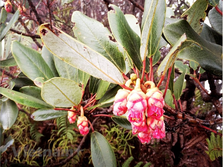 Гора Путаленг – место, где лес обладает первозданной дикой красотой. В отличие от Фансипана, система канатной дороги Путаленга была хорошо проработана, а также предоставляет множество вспомогательных услуг для скалолазания, туризма и коммерческих целей. В Путаленге по-прежнему верны слова о том, что первобытный древний лес, обладающий дикой красотой, приведет в восторг любого путешественника, который посетит это место. Путаленг известен своей богатой и разнообразной флорой и фауной. Эти места на самом деле являются первозданными и нетронутыми человеческой цивилизацией. Дикая местность в сочетании с величественной горной красотой создает очень яркую картину Путаленга. Путаленг - это также и момент, когда вы побеждаете самого себя, понимая, что ваши усилия того стоят. В конце путешествия вы осознаете настоящую ценность простых вещей: взаимовыручка и помощь в команде, любовь к природе, гордость за собственные усилия и победы…. (Фото: Vietnam+) 