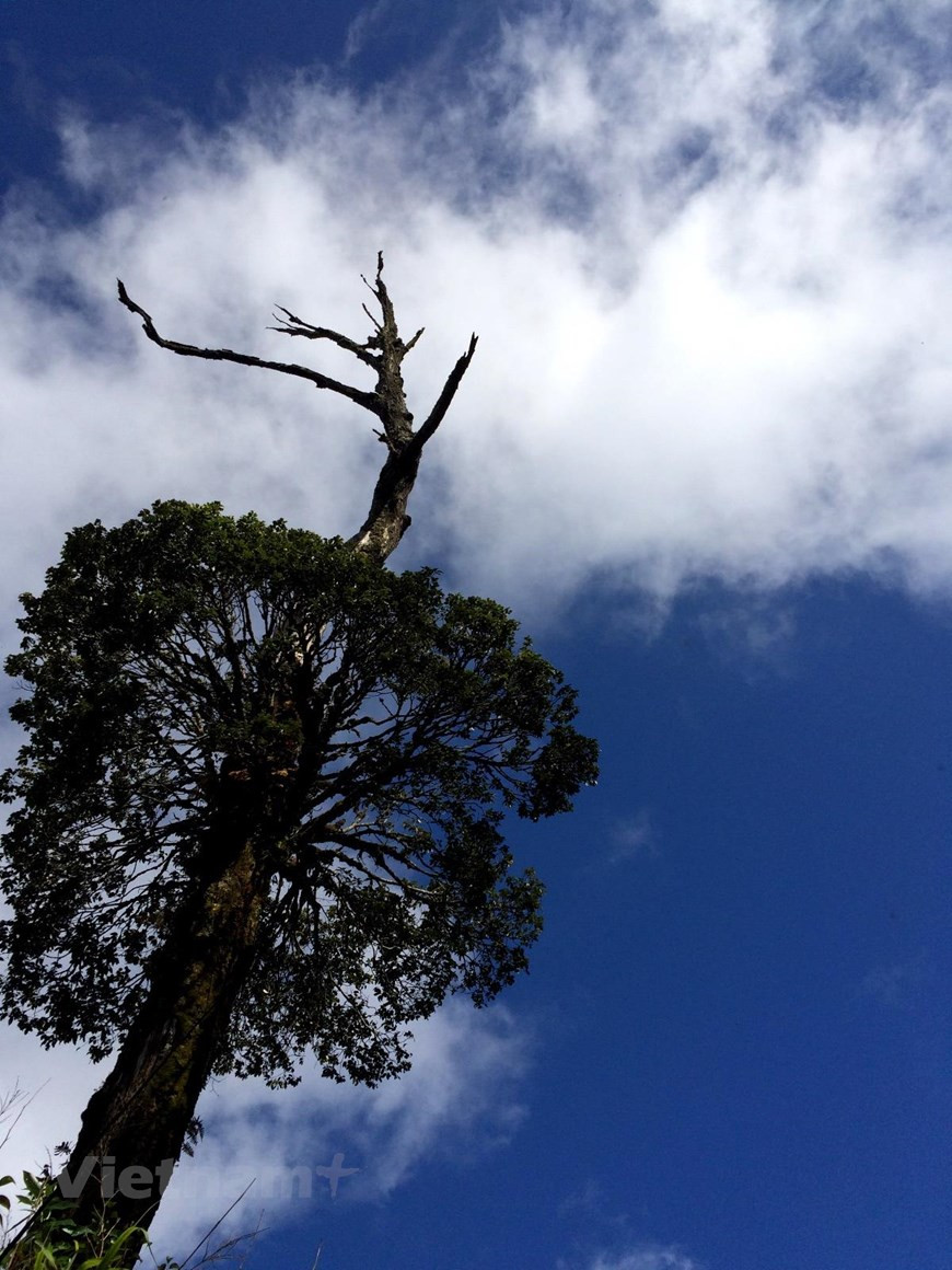 При прохладном и умеренном климате средняя максимальная температура не превышает 200°C, абсолютная минимальная температура не ниже - 20°C, а среднегодовая температура составляет 16-180°C. Это связано с умеренными климатическими факторами, лежащими в основе формирования естественных экосистем, включая богатство и разнообразие дикой природы на хребте Хоанг Лиен Шон и прилегающих районах. Фауна национального парка Хоанг Лиен Шон насчитывает 555 видов наземных позвоночных, из которых 96 видов млекопитающих; 346 видов птиц; 63 вида рептилий и 50 видов земноводных, особенно редкий вид терновых лягушек. Хоанг Лиен Шоннасчитывает 149 редких видов деревьев (5,2%). В которых количество редких и ценных видов в Красной книге Вьетнама составляет 133 вида, 16 видов находятся под угрозой исчезновения в мире. . (Фото: Vietnam+)