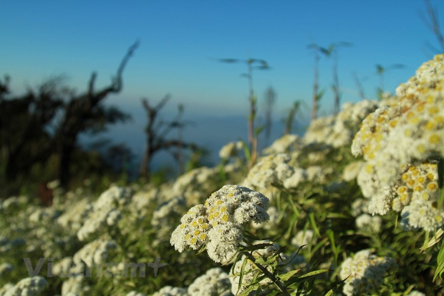 По пути на гору Путаленга посетители любуются величественным природным ландшафтом хребта Хоанг Льен Шон, наслаждаются ветром и облаками. Поднимаясь все выше и выше, воздух становится чище. С самой вершины можно увидеть близлежащие скалы, а также получить удовольствие от природного ландшафта. Внизу - глубокая пропасть с первозданным лесным покровом, хранящим многие открытия. Стоя на вершине, вы будете иметь панорамный вид на обширную долину, внизу - зеленое поле, а вдалеке - струящийся белым цветом Серебряный водопад. Рядом со скалистыми склонами, которые кажутся безжизненными, посреди гор и лесов текут небольшие ручьи, журчащие днем и ночью, создающие не только поэтичную атмосферу, но и идеальное место отдыха для альпинистских групп или местных жителей. . (Фото: Vietnam+)