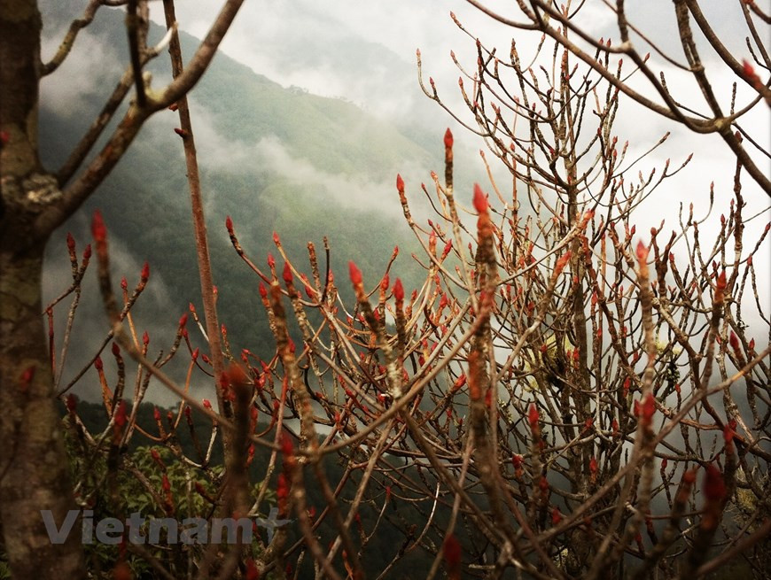 С первых шагов в пути на гору Путаленг вы можете почувствовать мощную энергию, погрузившись в особую атмосферу, которая определенно невозможна на шумных улицах. Покорение Путаленга - это не просто путешествие, это опыт, позволяющий исследовать свои собственные пределы. Путешествие бывает трудным, утомительным, но позже вы обязательно будите смеяться от счастья, вспоминая удивительные моменты похода. Это и ночное пение, наблюдения за звездами, ощущение чего-то великого, или моменты, когда вы любуетесь облаками и небом, когда вы открываете рот в изумлении перед красотой азалий, окрашивающих небо... Прикосновение рукой к вершине Пу Та Ленга - это также и момент, когда вы побеждаете самого себя, понимая, что ваши усилия того стоят. В конце путешествия вы осознаете настоящую ценность простых вещей: взаимовыручка и помощь в команде, любовь к природе, гордость за собственные усилия и победы… . (Фото: Vietnam+) 