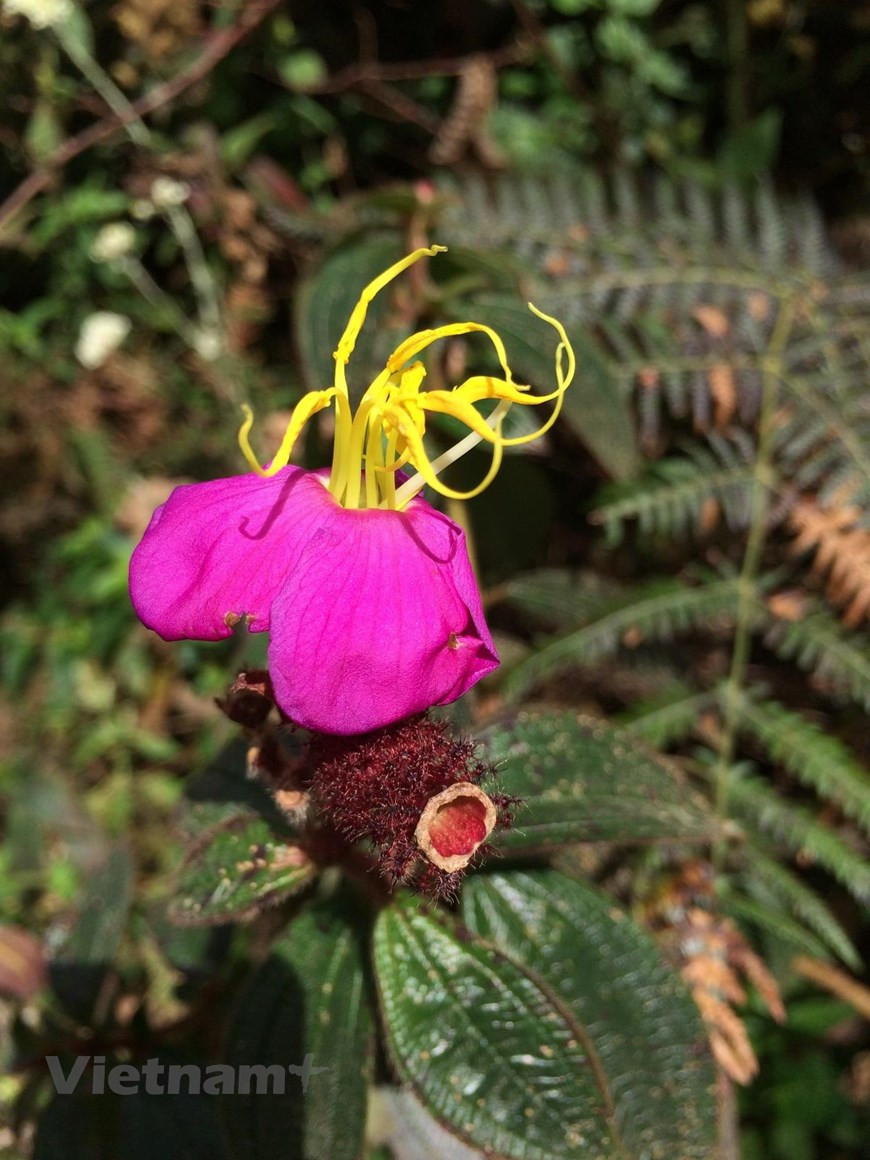 Дорога обратно в сторону Путаленга, кажется, компенсирует все трудности прошедших дней удивительно красивыми пейзажами. Изредка встречались небольшие хижины местных жителей, сажающих в лесу кардамон. Эти укрытия служат местом отдыха и обеда для жителей деревни, а также используются в качестве печи для сушки кардамона после сбора урожая. Во время путешествия не будет недостатка в интересных моментах, когда вы будете поражены разнообразной растительностью, состоящей из огромных старых деревьев, покрытых мхом и “одеждой” лишайников, похожих на скалы странной формы, или... чистые ручьи, тихо журчащие вокруг. Путаленг сохранился относительно нетронутым. Поэтому он имеет характерный и таинственный образ, который бросает свой вызов путешественникам. . (Фото: Vietnam+)