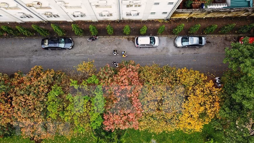 Деревья манго на территории Ханойского университета (Фото: ВИА)