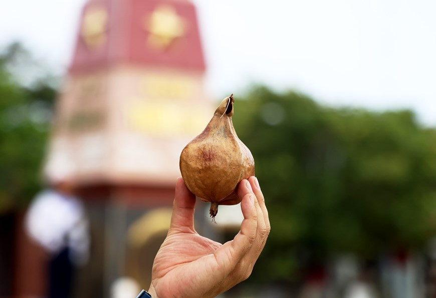 Сушенные плоды квадратной терминалии катаппы - особый подарок архипелага Чыонгша. (Фото: ВИА)