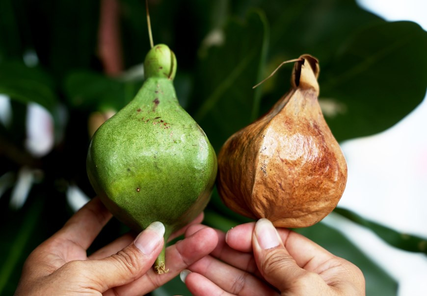 Сушенные и свежие плоды квадратной терминалии катаппы. (Фото: ВИА)