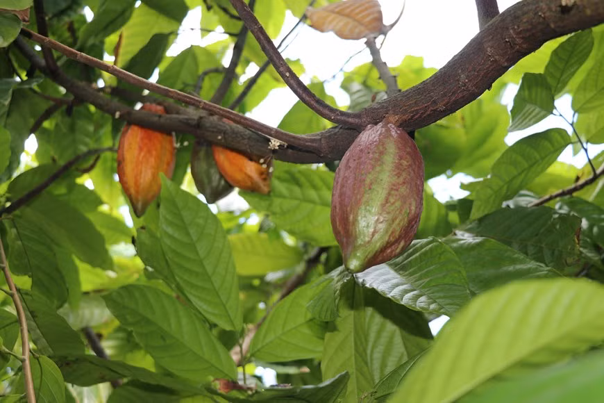 Деревья и стручки какао на сырьевой какао-плантации компании Xuan Ron Cho Gao Cocoa (Alluvia Chocolatier). (Фото: ВИА)