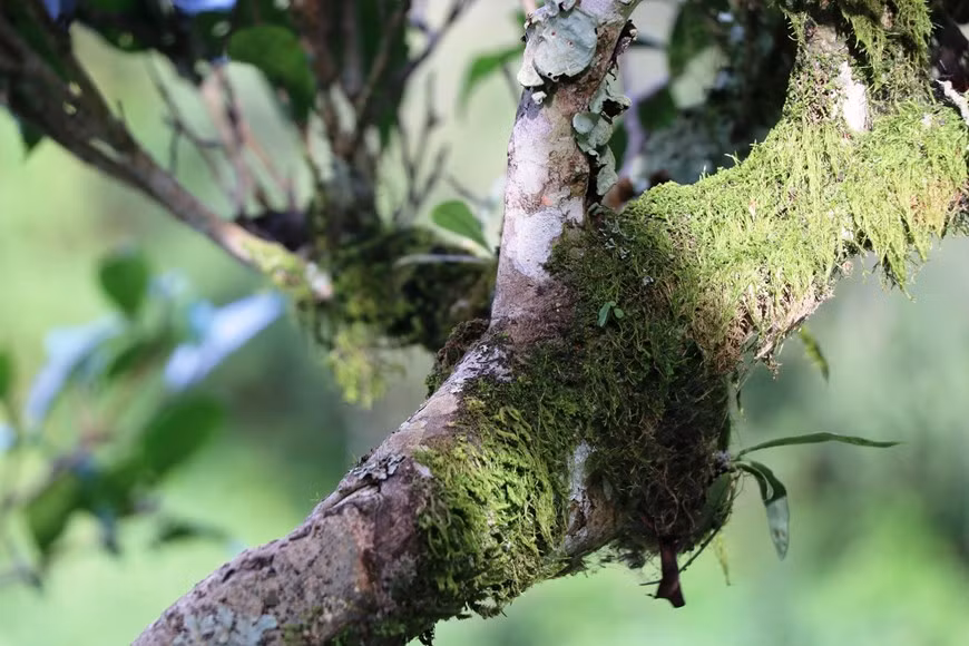 Чай Шантует считается зеленым золотом, потому что расположение и почва здесь очень подходят для выращивания этого растения. Однако для создания добавленной стоимости мы должны создать регион с чистыми чайными материалами и производить чайные продукты с более высокой экономической эффективностью, поскольку один килограмм органического чая стоит в 3-4 раза больше, чем обычные продукты. Благодаря передаче методов ухода за чаем и сбору урожая, ни один вид чайного сырья не использует какие-либо химикаты или удобрения в процессе выращивания, а местные жители были обучены собирать чайные листья, чтобы обеспечить наилучшие конечные чайные продукты как с точки зрения производительности, так и качества. Бренд чая Шантует увеличит продажи и повысит ценность, что принесет более высокие доходы местным производителям чая. Производство чая играет ключевую роль в сокращении бедности в коммуне. (Фото: Vietnam+)