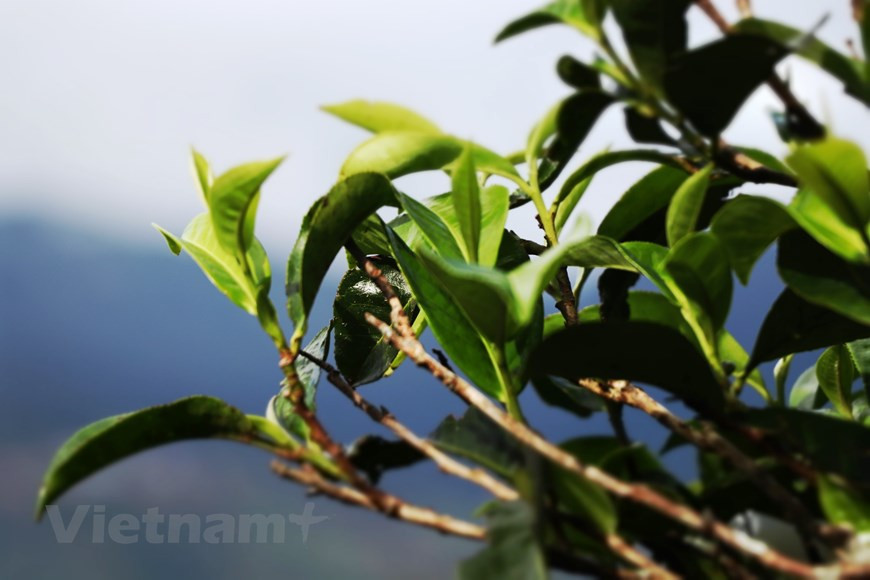 Ха Минь Хиен, заместитель председателя Народного комитета общины Тасуа, сказал, что этнические народы монг называют чайные деревья Шантует “бессмертными деревьями”, потому что в их сознании эти древние чайные деревья являются символом выносливости, сильной и вечной жизненной силы. Чай Шантует в Тасуа имеет характерный аромат и восхитительный вкус. При смешивании с горячей водой чайный напиток приобретает желтый цвет. Он довольно горький при простом питье, однако после этого оставляет на языке легкий сладковатый привкус. Чайные деревья Шантует теперь стали одной из основных сельскохозяйственных культур с высокой экономической ценностью, которые помогают этническим монгам в Тасуа повышать уровень жизни и развивать домашнее хозяйство. (Фото: Vietnam+)