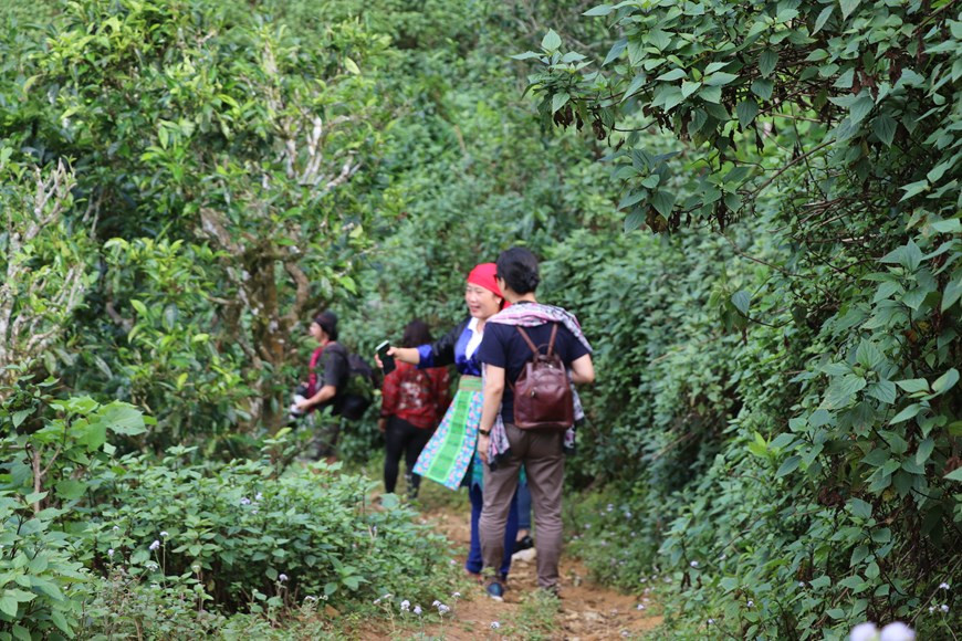 Шонла наделена очень благоприятными погодными условиями для роста и развития чая, что помогло людям в горном районе Шонла искоренить голод, сократить бедность и улучшить свой уровень жизни. Однако при традиционных методах уборки и обработки экономическая эффективность этого растения невысока. Поэтому, чтобы помочь чаю закрепиться на рынке и стать ключевым продуктом в устойчивом экономическом развитии провинции, предприятия стремятся вывести на рынок более чистые чайные продукты. Органические чайные продукты, известные как “зеленое золото” северной провинции Шонла, завоевали многие требовательные рынки и принесли большие прибыли как местным предприятиям, так и населению. Чайные деревья Шантует производятся и продаются внутри страны, а также экспортируются на крупные и очень требовательные рынки потребления чая, такие как Япония, Европа, США, Россия. (Фото: Vietnam+)
