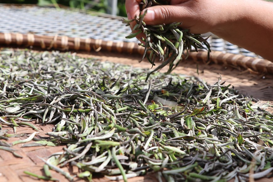 Исходя из понимания, что чай является значимым сырьем, приносящим жителям Тасуа долгосрочную возможность заработка, местная власть решила разработать «Проект возобновления и развития чайной зоны Шантует в Тасуа». С целью успешной реализации этого проекта, местная власть активно искала инвестиционные ресурсы и предприятия, сотрудничающие с местным населением в данной области. Председатель уезда Бакиен господин Ле Ван Ки сказал: «Понимая ценность чая Шантует в Тасуа, уездная власть пригласила Компанию по производству чая и специальной продукции северо-запада Вьетнама для сотрудничества в развитии торговой марки чая Шантует Тасуа». 2017, уезд Бакиен организовал церемонию объявления и вручения решения на использование и развитие торговой марки чая Тасуа компании «Tafood». (Фото: Vietnam+)