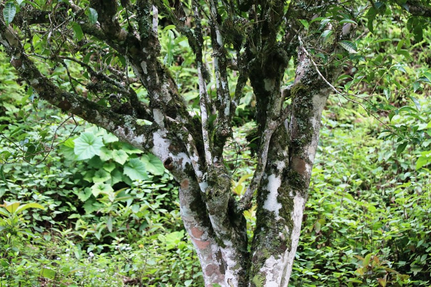 Когда у чайных бутонов появляются зачаточная форма одного листа и 2 других зелённых листа, это подходящий момент для сбора чая. Лишь когда сырьё, собранное утром, обработано этим же вечером, тогда продукция имеет высочайшее качество, а напиток, получаемый из такого чая, будет очень вкусным и ароматным. По исследованиям Отдела сельского хозяйства уезда Бакиен, в коммуне Тасуа в настоящее время имеется 138 га, где растут чайные деревья, из которых 78 га снабжает фабрику сырьём. Это ресурсы, поставляющие сортовое сырье, включают примерно 2000 многовековых чайных деревьев Шантует возрастом более 200 лет. Ежегодно этот район поставляет примерно 50 тонн чайных бутонов и 10 тонн сухой продукции. (Фото: Vietnam+)