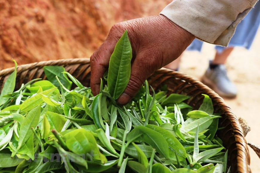 По словам Муа Тхи Ка, опытной работницы по обработке чая (включающей предварительную сушку, скручивание и окончательную сушку чайных бутонов и листьев Шантует ручным способом), прежде, во время главного урожая, жители коренной народности Монг собирали большое количество сырья, но не могли поддерживать хорошее качество. Торговцы часто оказывали на них давление с целью понижения закупочной цены, и производители были вынуждены продавать свою продукцию по цене в пределах 200 – 400 тысяч вьетнамских донгов за килограмм сухого чая. Между тем, неофициальные агентства из Ханоя предложили клиентам покупать чай Тасуа по цене свыше миллиона вьетнамских донгов за килограмм, хотя у них не было возможности получить сертификат о происхождении продукции. (Фото: Vietnam+)