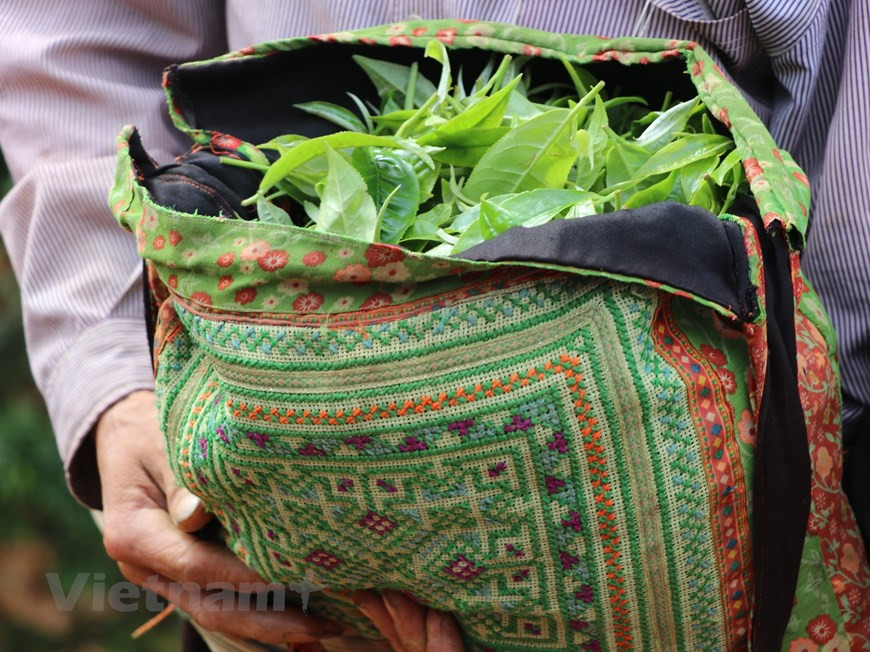 По словам То Ван Туана, Народный комитет провинции Шонла одобрил проект по зонированию территории для выращивания чайных деревьев в четырех коммунах на севере Таcуа, включая Синчай, Тасинтханг, Тапинь и Синьпинь в период 2006-2015 гг. С общим объемом инвестиций более 84 млрд. донгов в округе предполагается, что в 2015 году у этого завода будет 600 га. Чай Шантует, выращенный органически и собранный естественным путем, не подвержен влиянию химикатов, поэтому он чистый, безопасный и обладает превосходными характеристиками, которые являются благоприятным условием для местных жителей, чтобы создать торговую марку чая Таcуа. Этнические народы монг называют чайные деревья Шантует “бессмертными деревьями”, потому что в их сознании эти древние чайные деревья являются символом выносливости, сильной и вечной жизненной силы. (Фото: Vietnam+)