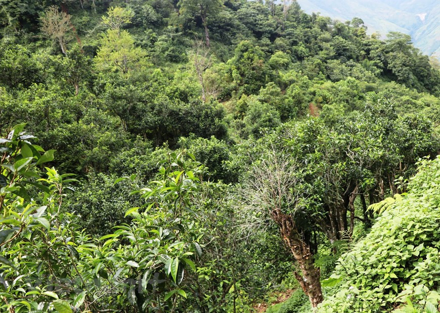 Название местности Тасуа (уезд Бакиен, провинция Шонла) известно не только тем, что оно является облачным раем северных пограничных ворот страны, расположенных на высоте, приблизительно 2000 метров над уровнем моря, но и своей специальной продукцией – очень ароматным и вкусным чаем Шантует, который известен уже более столетия. Для сбора чайных бутонов Шантует, местители должны подниматься на высокие многовековые чайные деревья, собирать каждый бутон и опускать его в корзину. Каждый сбор чая с одного многовекового чайного дерева дает несколько килограммов бутонов, а затем нужно время 7 дней до следующей уборки. По словам Муа Тхи Ка, девушка народности Монг (село Бе, коммуна Тасуа, уезда Бакиен, Шонла), когда у чайных бутонов появляются зачаточная форма одного листа и 2 других зелённых листа, это подходящий момент для сбора чая. (Фото: Vietnam+)