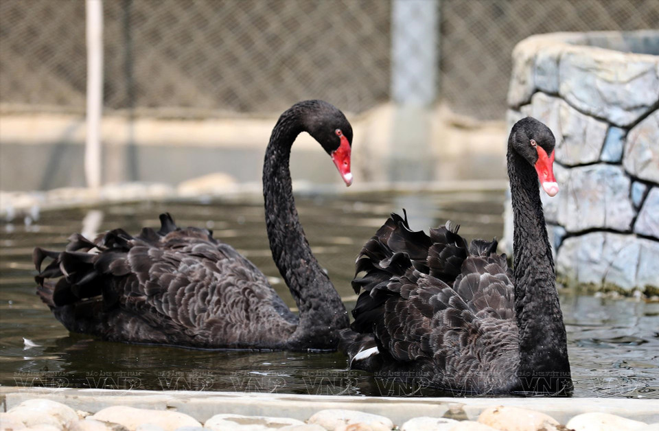 Лебеди в зоопарке. (Фото: ИЖВ)