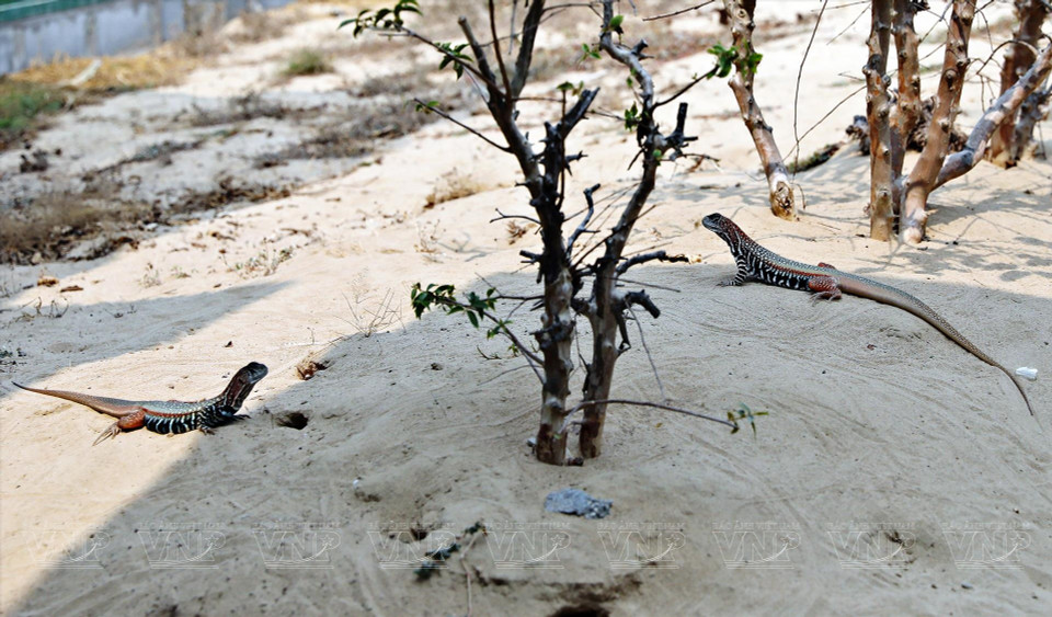 Рептилия Ниньтхуан, которая живет в горячих песчаных дюнах, имеет стройную форму, похожую на ящерицу, но очень подвижна. (Фото: ИЖВ)