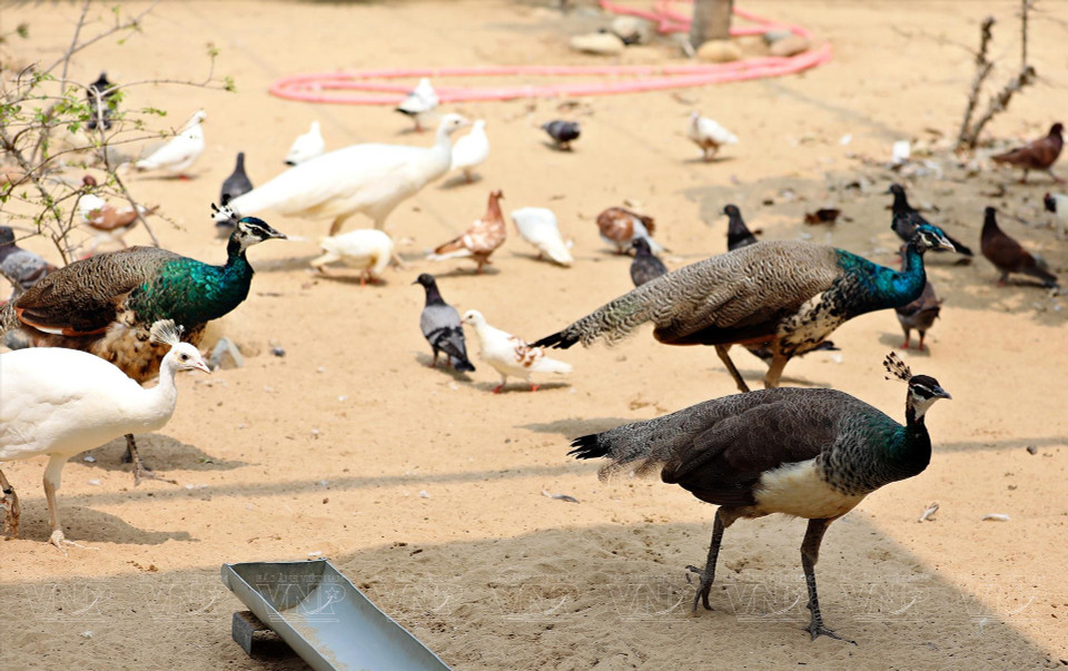Многие павлины, фазаны и другие редкие птицы завозятся для выращивания в зоопарке. (Фото: ИЖВ)
