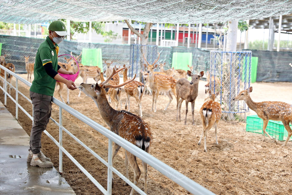 Детям нравится кормить животных и ухаживать за ними в зоопарке Tien Tien. (Фото: ИЖВ)