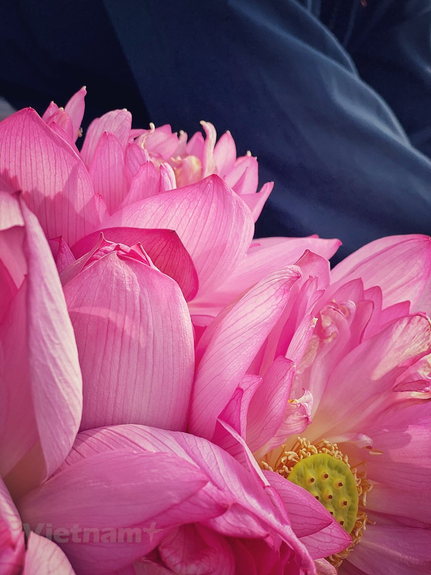 Ещё с самых древнейших времён лотосы известны не только своей притягательной красотой, но и той огромной целебной силой, которой наделено это растение. А в восточной медицине лотос –– ценнейшее растение, которое почитают из века в век. На сегодняшний день, к сожалению, у нас накопилось слишком много негативных факторов, которые отрицательно отражаются на состоянии нашего организма. Стресс, загрязнённая среда, неправильное питание - вокруг полно всего, за что здоровье вовсе не ответит нам благодарностью. Вот и получается, что многие, кто хочет и старается повысить свой иммунитет, часто находят спасение именно в этом удивительном растении - в лотосе. Во Вьетнаме растут разнообразные сорта лотоса, у каждого цветка свой специфический характер в зависимости от того района, где они растут. (Фото: Вьетнам+)