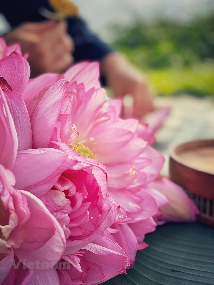 Чаепитие во Вьетнаме появилось уже давно. Вьетнамцы часто употребляют два вида чая. Это – зеленый чай и ароматизированный цветочный чай. Раньше для ароматизации чая, вьетнамские мастера тратили несколько лет. Поэтому понятно, почему чай с ароматом лотоса высоко ценят и называют его «чай в дар королю. В настоящее время на фоне интенсивного социально-экономического развития во Вьетнаме появились разнообразные виды напитков. Поэтому занятие ароматизацией чая лотосом переживает взлеты и падения. Однако любители ароматизации чая лотосом,, по-прежнему сохраняют свое дело – одну из добрых культурных черт вьетнамской тысячелетней столицы Ханоя. Во Вьетнаме растут разнообразные сорта лотоса, у каждого цветка свой специфический характер в зависимости от того района, где они растут. Однако только лотос, растущий в районе Западного озера в Ханое, отлично подходит в качестве сырья к добавлению в чай. (Фото: Вьетнам+)
