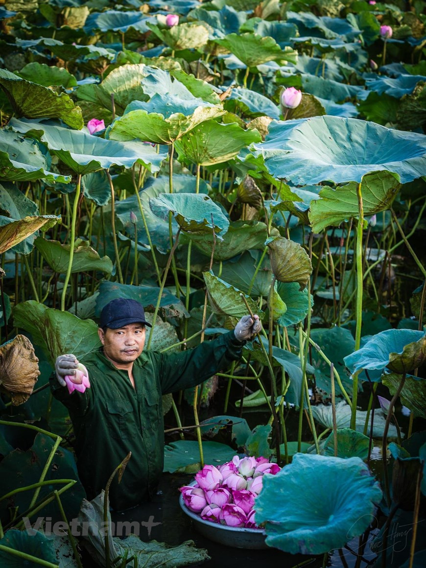Лотос всегда является источником вдохновения для художников. Каждая картина – это одна история о лотосе, каждая картина приносит новое ощущение. Если изображение лотоса в буддизме приносит «благородную» красоту, в живописи – уникальную и индивидуальную красоту, то в обычной жизни лотос очень простой. Любая часть лотоса имеет назначения. Лотос используют не только для приготовления блюд или народных лекарств, но и для маринования чая. Чай после маринования лотосом очень характерен и привлекателен. Лотос не только является близким другом вьетнамцев, но и считается символом вьетнамской культуры, вьетнамского гуманистического образа. В июне, когда распускается лотос, все деревни Вьетнама наполнены особенным ароматом. Лотос появился и был привязан к культуре, духу и эмоциям вьетнамского народа. (Фото: Вьетнам+)