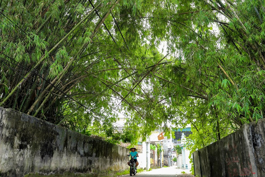 Баньяновые деревья, колодцы, общий двор и ряды бамбуков — образы, связанные с типичной Северной Дельтой. Блинчик «чакуэ» вкусный благодаря корице и пчелиному мёду. Способы производства колбас и блинчиков похожи друг на друга, однако время для приготовления блинчиков – более продолжительное. Нгуен Динь Дыонг, занимающийся приготовлением колбас и блинчиков в деревне Ыокле, сказал: «Мясо для приготовления колбас и блинчиков должно быть постным и нарезано тонкими ломтями, затем оно смешивается с рыбным соусом, солью и приправой. После этого колбасы завёртываются в листья банана и готовятся на пару в течение 60-70 минут. Приготовление блинчиков требует ещё большей тщательности. Обычно, из одного килограмма мяса можно приготовить один килограмм колбасы, или 1,2 килограмма блинчика».(Фото: Хоай Нам/Vietnam+)