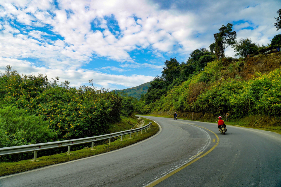 Дикие подсолнухи цветут по обеим сторонам национального шоссе 279. (Фото: ВИА)