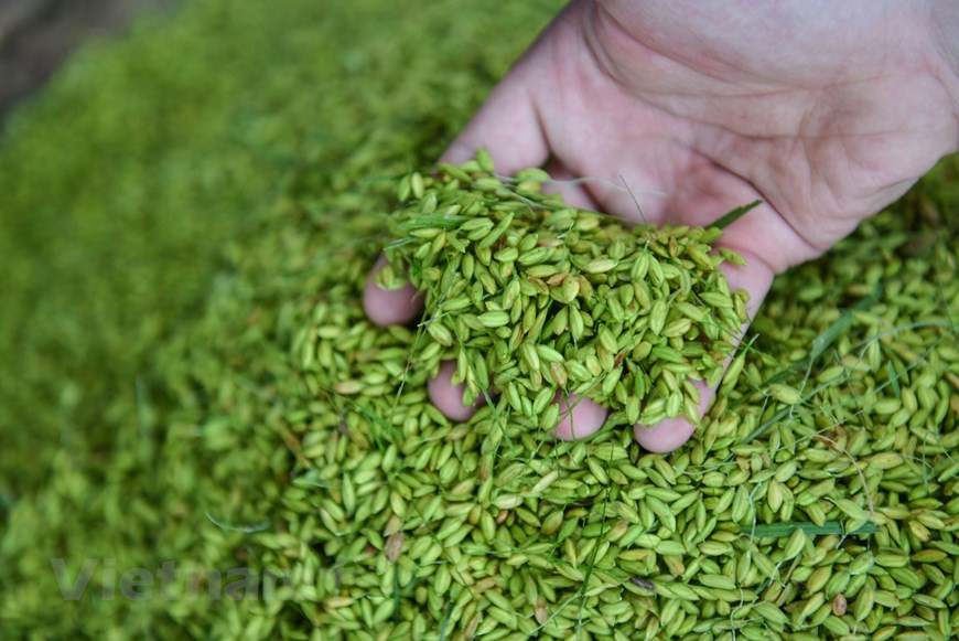 Чтобы приготовить ароматный «Ком», жителям деревни приходится вставать в 3 часа ночи. Рис закупается во всех провинциях, таких как Бакнинь, Футхо... «Сой ком» (пропаренный зелёный клейкий рис), обладающий привлекательным внешним видом и великолепным вкусом, - это ханойское блюдо, которое обязательно должен попробовать каждый, кто приезжает сюда осенью. «Основными ингредиентами для создания «сой ком» являются зелёный клейкий рис и семена лотоса – визитные карточки Ханоя в осенний период», - сказал Ле Тинь, продавец «сой ком» на улице Зангы. Зелёный клейкий рис должен быть из деревни Вонг или Мечи, известных как лучшие производители зелёного клейкого риса в Ханое. Другие ингредиенты для приготовления этого блюда включают зелёную фасоль и тёртый кокос. (Фото: Vietnam+)