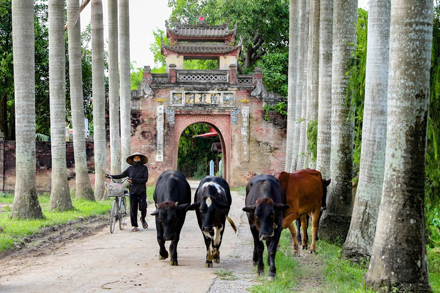 У деревни Ыокле также есть боковые ворота, построенные в 1998 году, хотя они не имеют высокой исторической и архитектурной ценности, как главные ворота, но также являются символической частью деревни. Деревня Ыокле, входящая в состав общины Таныок пригородного уезда Тханьоай, расположена в 30 км к юго-западу от центра Ханоя. Она известна промыслом по приготовлению колбас и блинчиков, которые являются частью кулинарной культуры Вьетнама. Продукция деревни Ыокле разнообразна. Она включает в себя разные виды зо и ча: зо из говядины, зо из свиных ушей и щек, зо из свиной кожи, ча с корицей, жареная ча и нэмчуа (колбаса из ферментированной свинины). (Фото: Хоай Нам/Vietnam+)